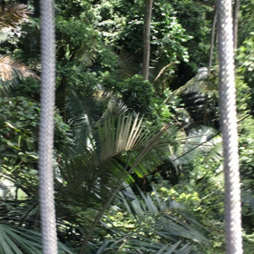 マレーシアの中心から一時間圏内でジャングルを満喫キャノピーウォーク！の画像