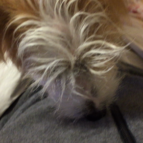 今日ののんのんの画像