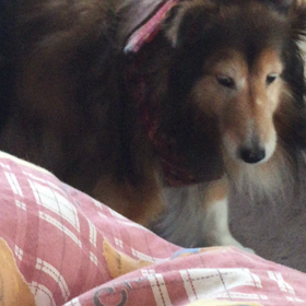 ブラッシングは苦手なのです…(υ´• ﻌ •`υ)の画像