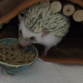 夕飯タイムの画像