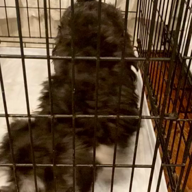 眼の見えない仔犬の画像