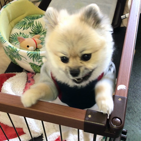 パパがいないの画像