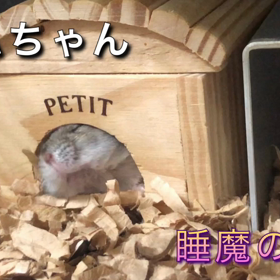 睡魔の悲劇の画像