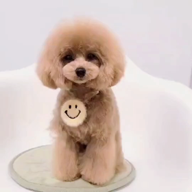 ポンポンベビーのプチ丸くん❤️の画像