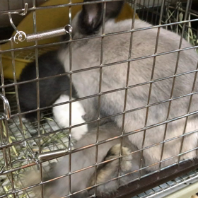 まだまだベビーちゃんの画像