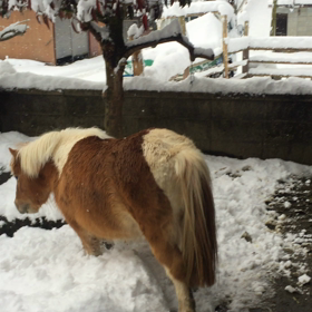 雪、久しぶり〜の画像