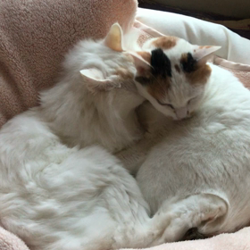 ハナちゃんに見捨てられたの画像