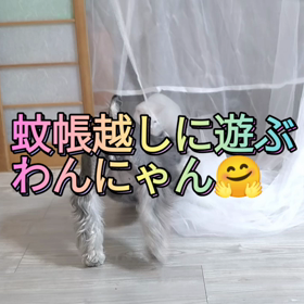 蚊帳越しに遊ぶわんにゃんの画像