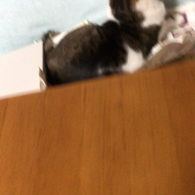 もう、怒らないよーの画像