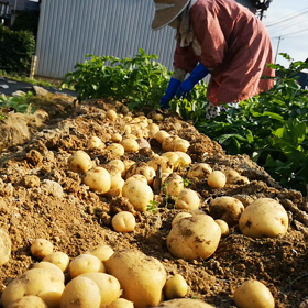 じゃがいも掘ったどぉ〰の画像