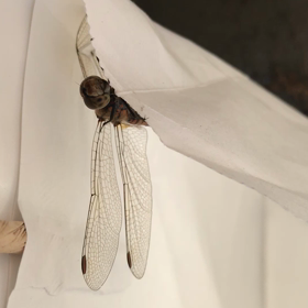 カサカサの音の正体は、•••  一瞬の閃きって　大切だなぁ〜っての画像