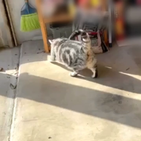 クイックタマの画像