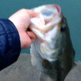 流行り  ？の画像