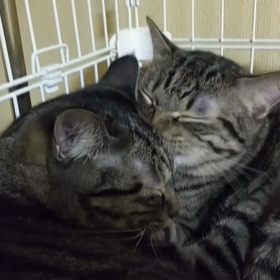 ハムハムハム……の画像