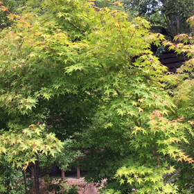 鳥の声とか虫の声とか③の画像