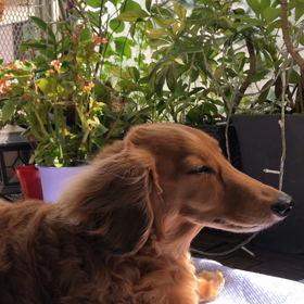 ウーちゃんベランダで気持ち良さそうの画像