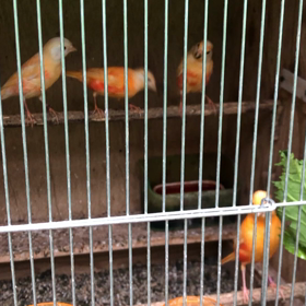 今年産まれの雛達の画像