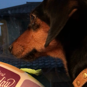 雨が久しぶりに降っていますの画像