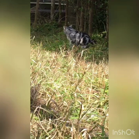 タマ散歩の画像