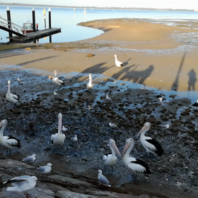 ペリカンとカモメの魚の取り合いの画像