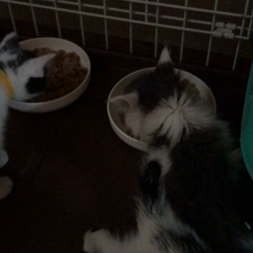 ゴマちゃんの近況 5月17日 6時の画像