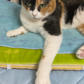 枕を占領されて眠れないとです…の画像