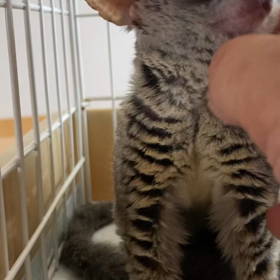 お猿の、ショウガラゴ✨の画像