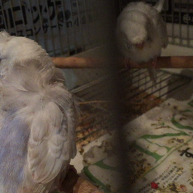 羽衣セ  キセイファローの画像