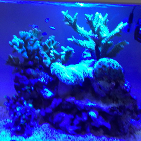 水槽動画です！の画像