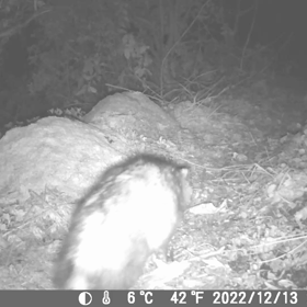 すぎぴたんの事件簿シーズン3　111話（がんばれタヌキ୧(๑•̀⌄•́๑)૭✧ﾌｧｲﾄ!!）の画像