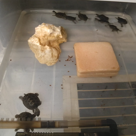 取り敢えずの画像