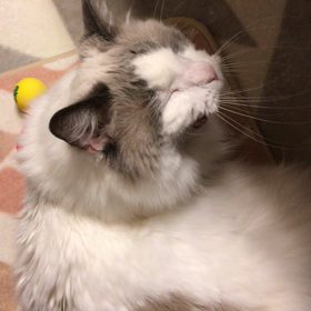 ありがとうございます(´∀｀)の画像