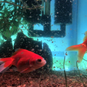 日記、2020/03/31。金魚とコリドラスとミジンコ。の画像