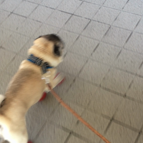 走るパグ。の画像