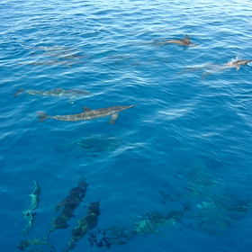 【ボクには関係ないハワイ旅行4日目】の画像