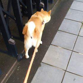 屋根裏の柴犬「いちご」の画像