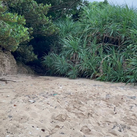 2022年6月　石垣島で本物のヤドカリビーチへの画像