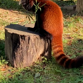 八木山動物園　レッサーパンダの画像