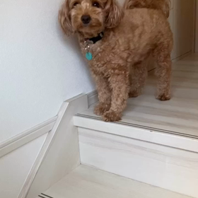 朝の行進の画像