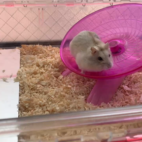 ひたすらに...の画像