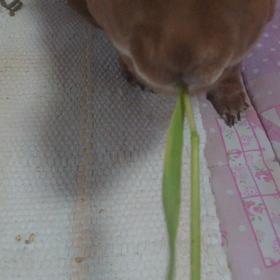 やっぱりミニレキスはの画像