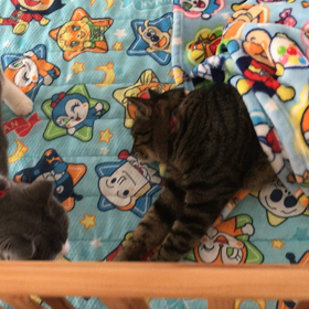 運動会と猫動画の画像