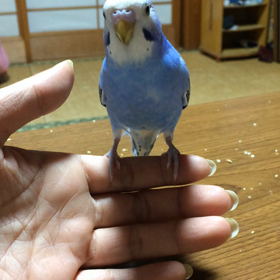 握手とガチャの画像