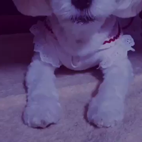 願いを載せての画像