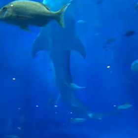 ジンベイさんの、ごはんタイムの画像