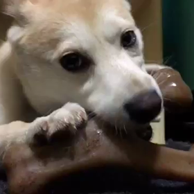 ミニチュア ハスキーの画像