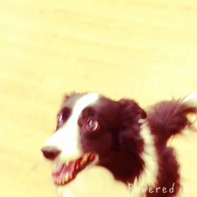 ランちゃん♡の画像