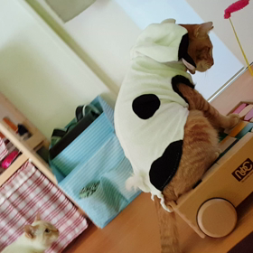 移動手段の画像