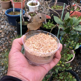 ジョウビタキ⑯手乗りジョビの画像