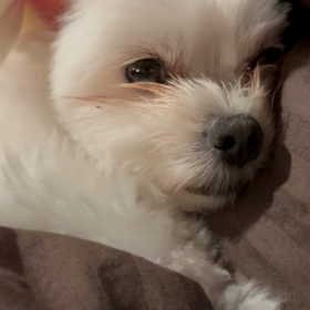 忘れてたの画像